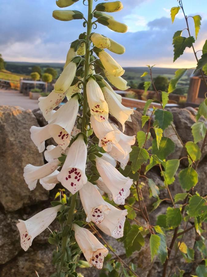 Howgill Farm Bolton Abbey Appletreewick Exteriör bild